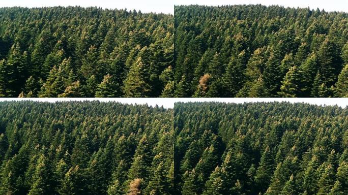 充满活力的绿色森林的鸟瞰图
