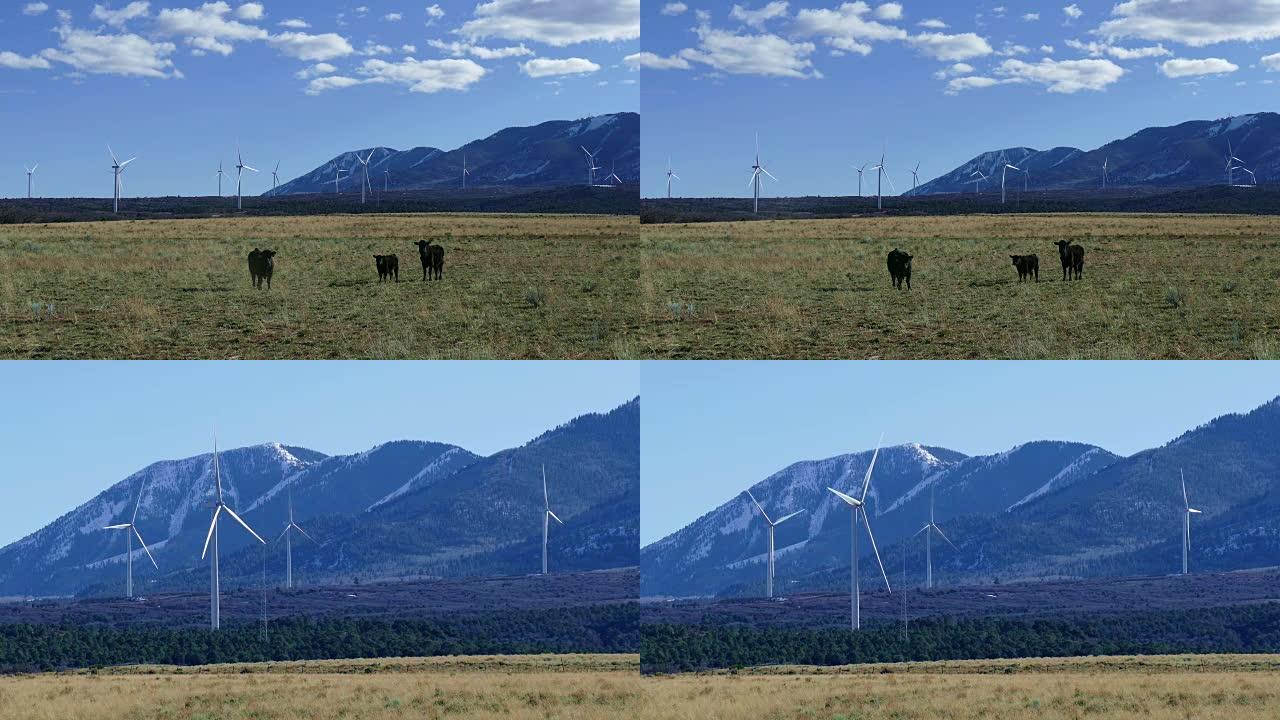 奶牛放牧风力农场涡轮机旋转阿巴霍山脉蒙蒂塞洛犹他州