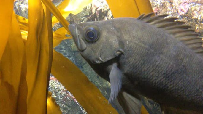 岩石鱼海底世界海洋生物探索岩石鱼
