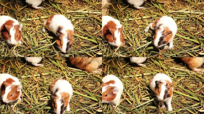 豚鼠豚鼠啮齿科宠物鼠类宠物