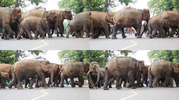 大象过马路。大象迁移大象过马路亚洲象群