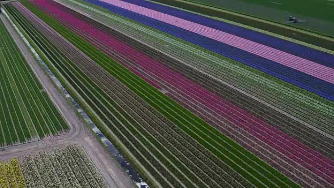 飞过郁金香田