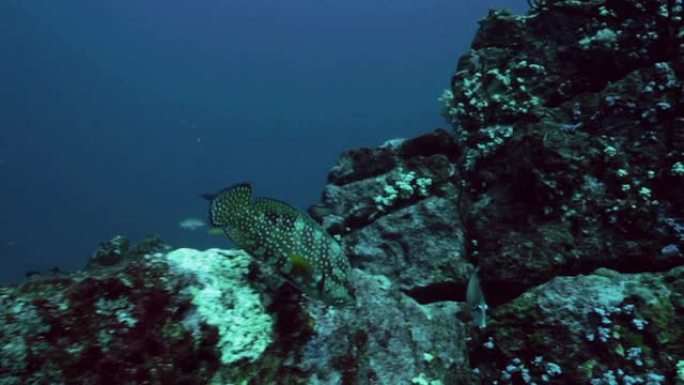 斯米兰群岛热带鱼群海洋大海野生动物