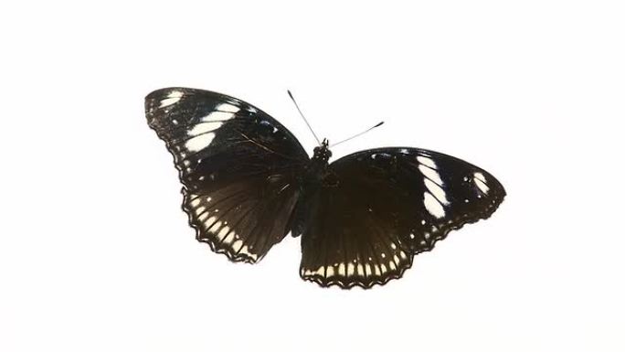 黑蝴蝶。