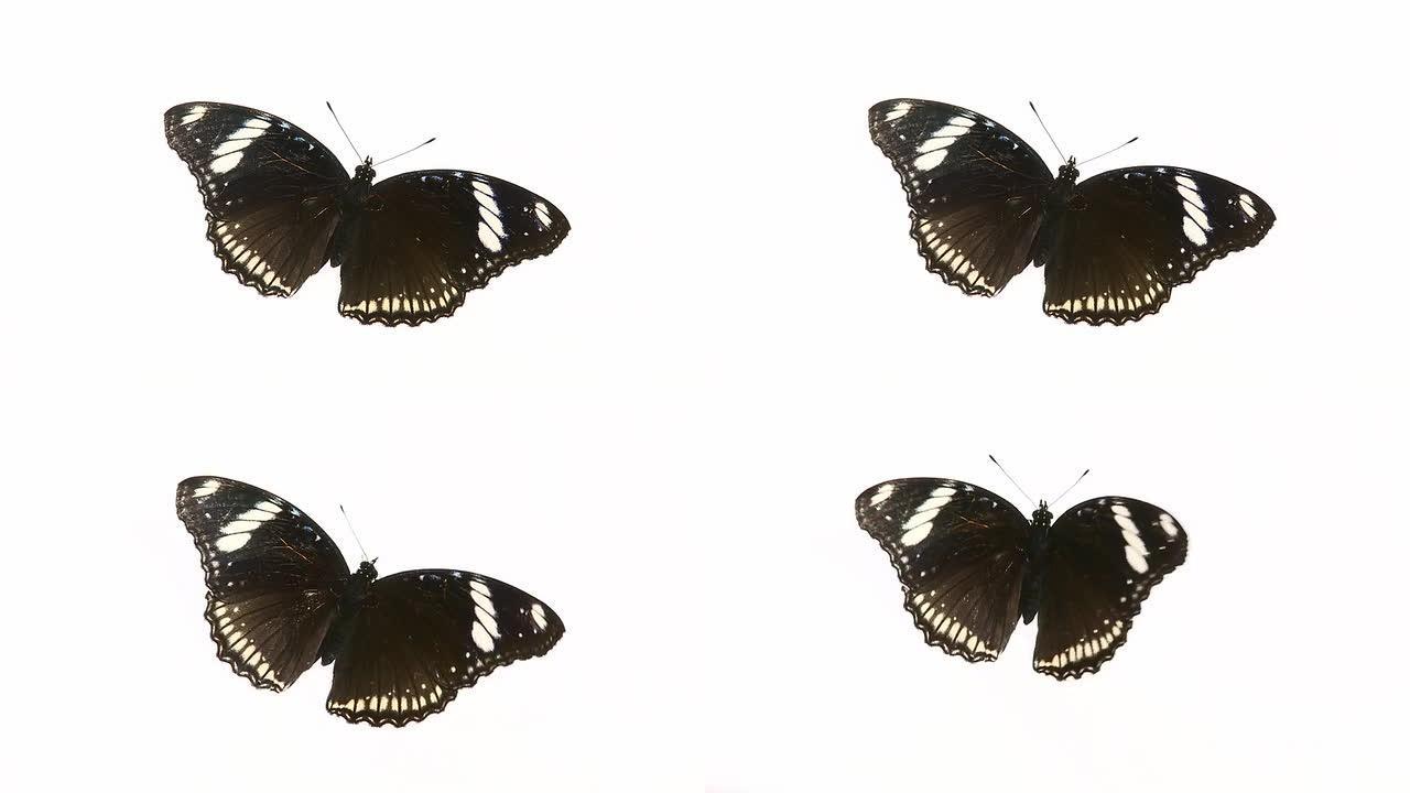 黑蝴蝶。