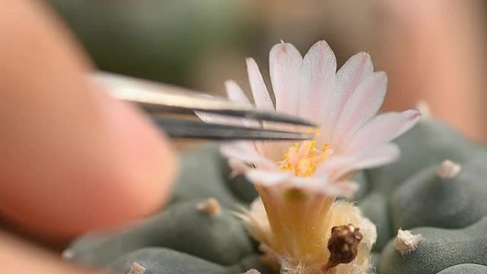 花的花粉是用钳子保存的