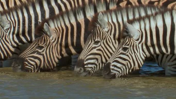 Zebras_Wasser_close