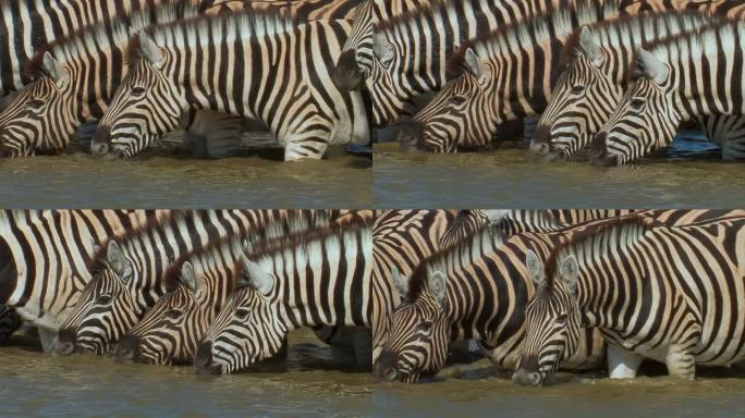 Zebras_Wasser_close