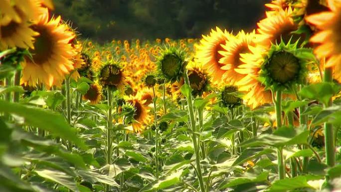 向日葵田葵花籽油田园风光种植园