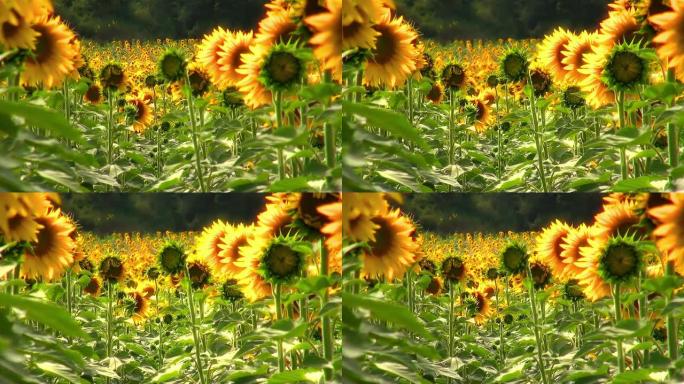 向日葵田葵花籽油田园风光种植园