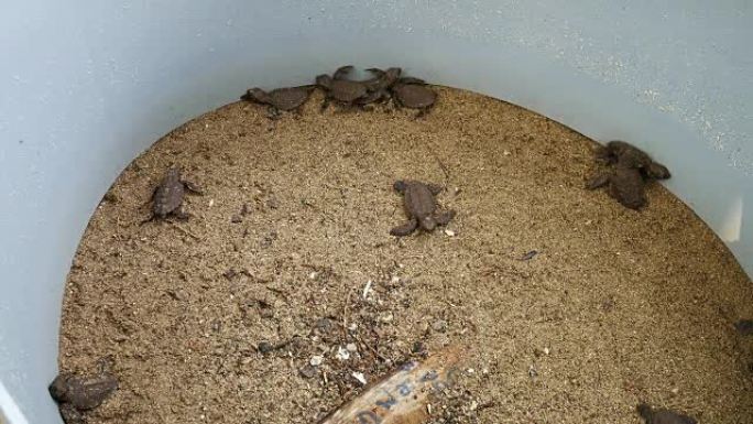 孵化场中有新生动物的海龟卵