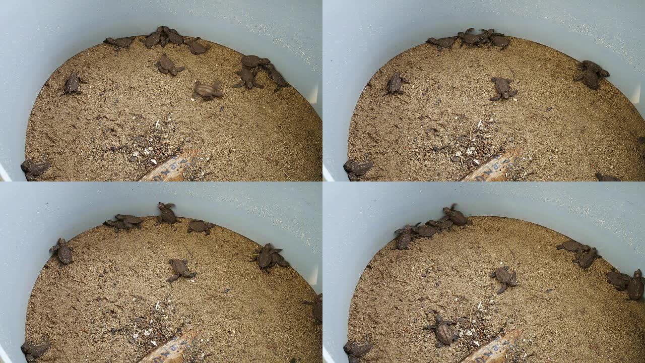 孵化场中有新生动物的海龟卵