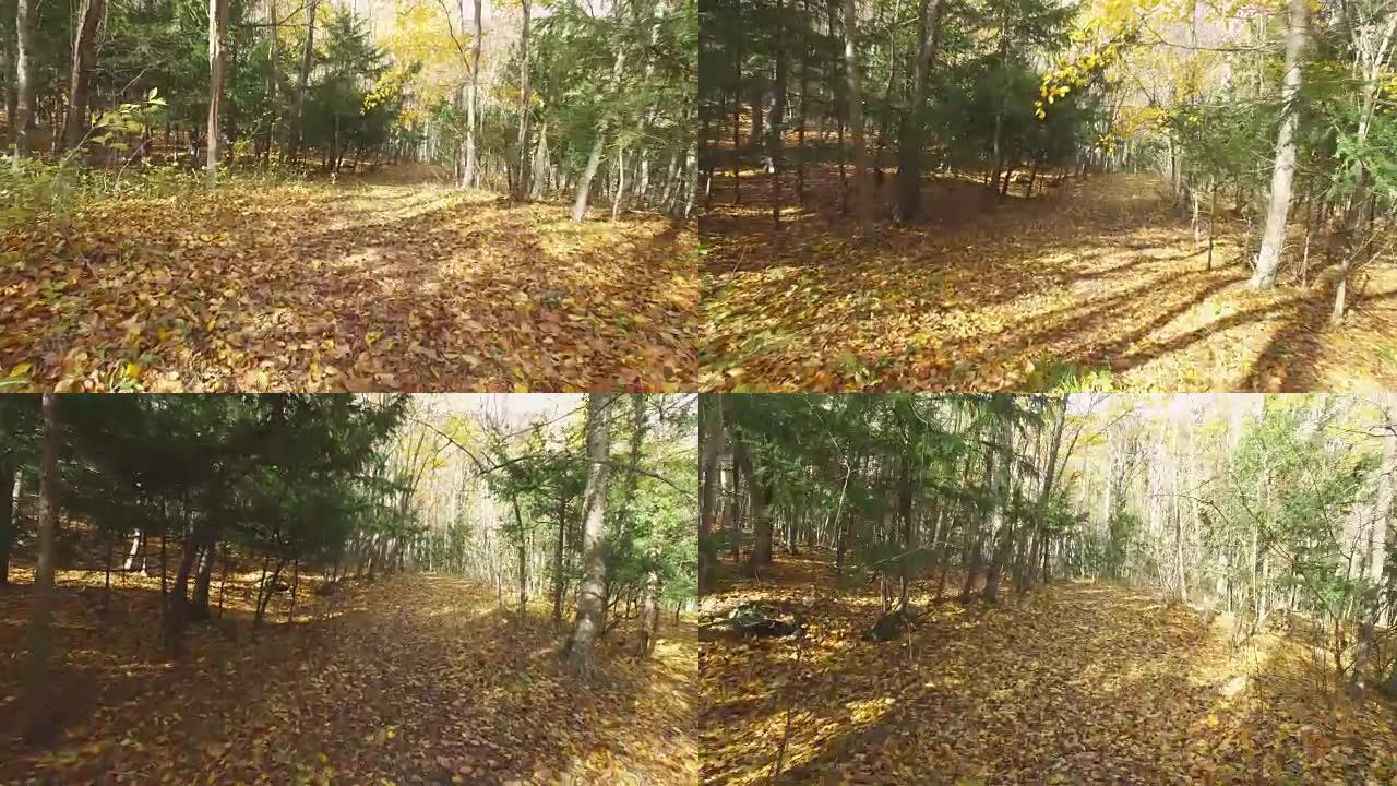 秋天阳光明媚的日子在森林里散步