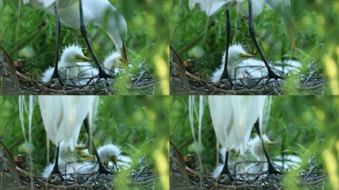 白鹭幼鸟野生动物保护生物生态飞翔飞鸟