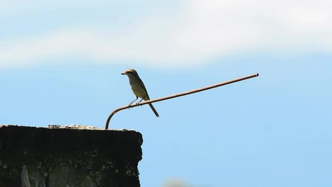 鸟野生动物保护生物生态飞翔飞鸟