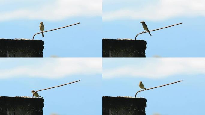 鸟野生动物保护生物生态飞翔飞鸟