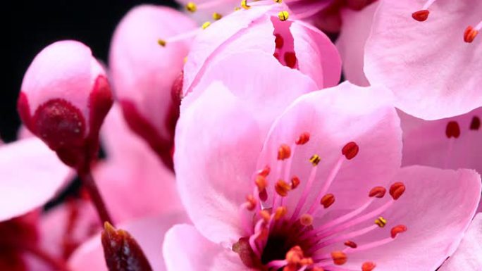 粉色樱桃树花朵盛开高清4k
