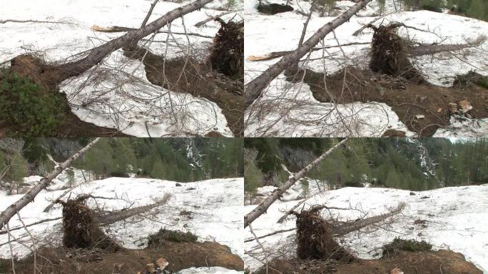 高清: 倒下的树木