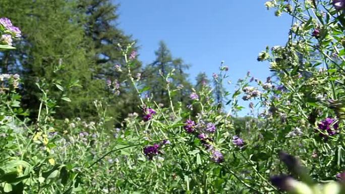 可循环旋转360&#176；野花、花粉、冷杉、山脉的视频