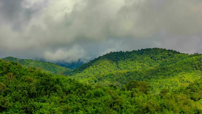 山雾的雨林