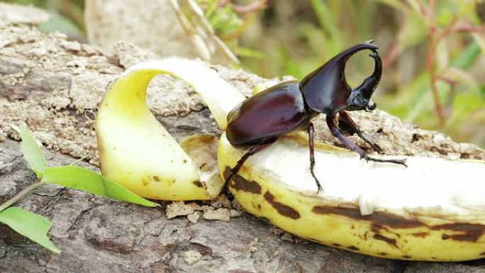 犀牛甲虫吃香蕉犀牛甲虫吃香蕉