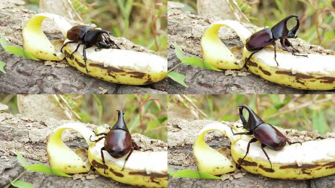 犀牛甲虫吃香蕉犀牛甲虫吃香蕉
