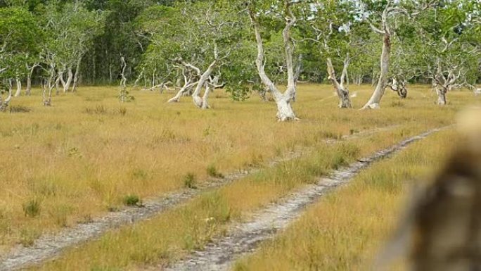 平移: 土街、草地和白树干