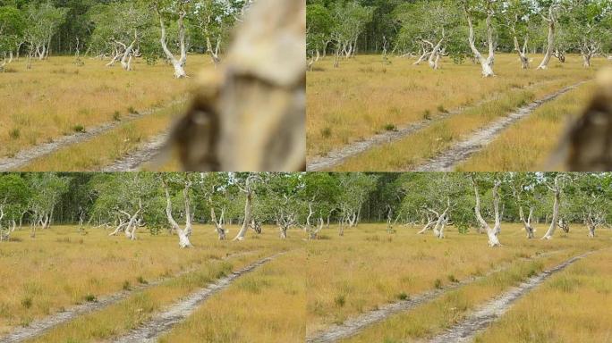 平移: 土街、草地和白树干