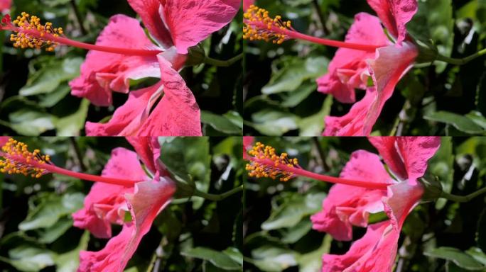 夏威夷的芙蓉花