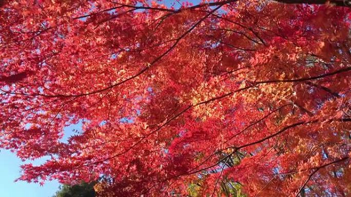 强风中的秋天的红枫树