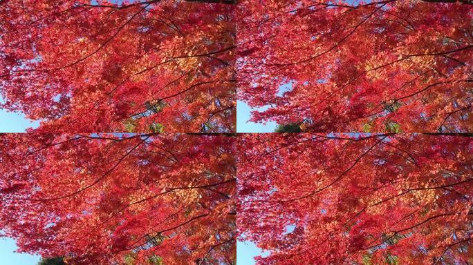 强风中的秋天的红枫树