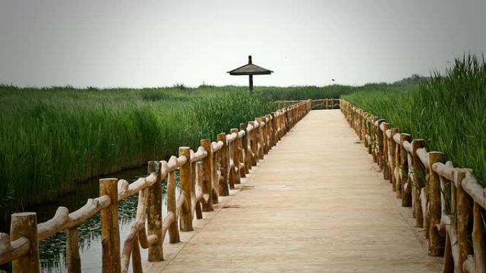 中国的黄河湿地