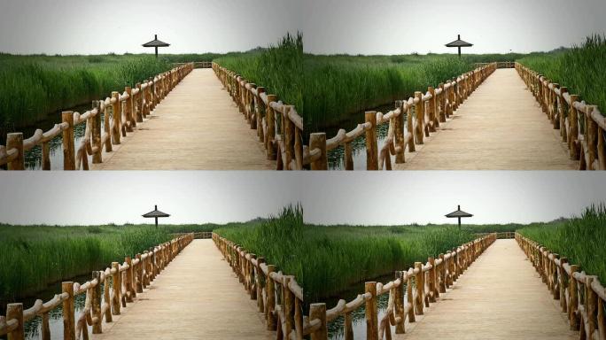 中国的黄河湿地