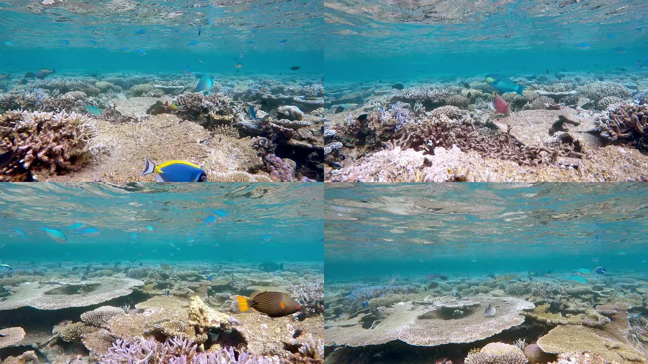 马尔代夫的珊瑚礁海底世界海洋生物探索鱼群