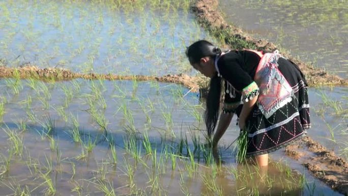 苗族人在水稻上劳作