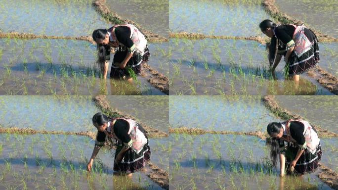 苗族人在水稻上劳作