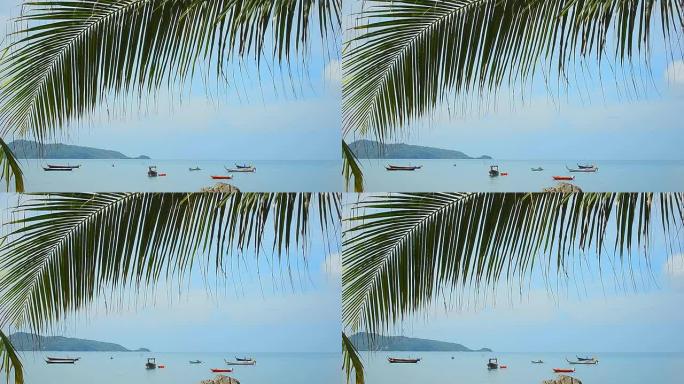 热带海滩上的棕榈树叶