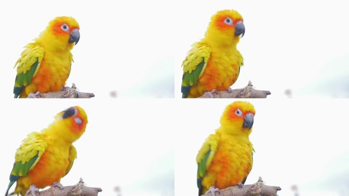 树枝上的彩色鹦鹉，慢动作