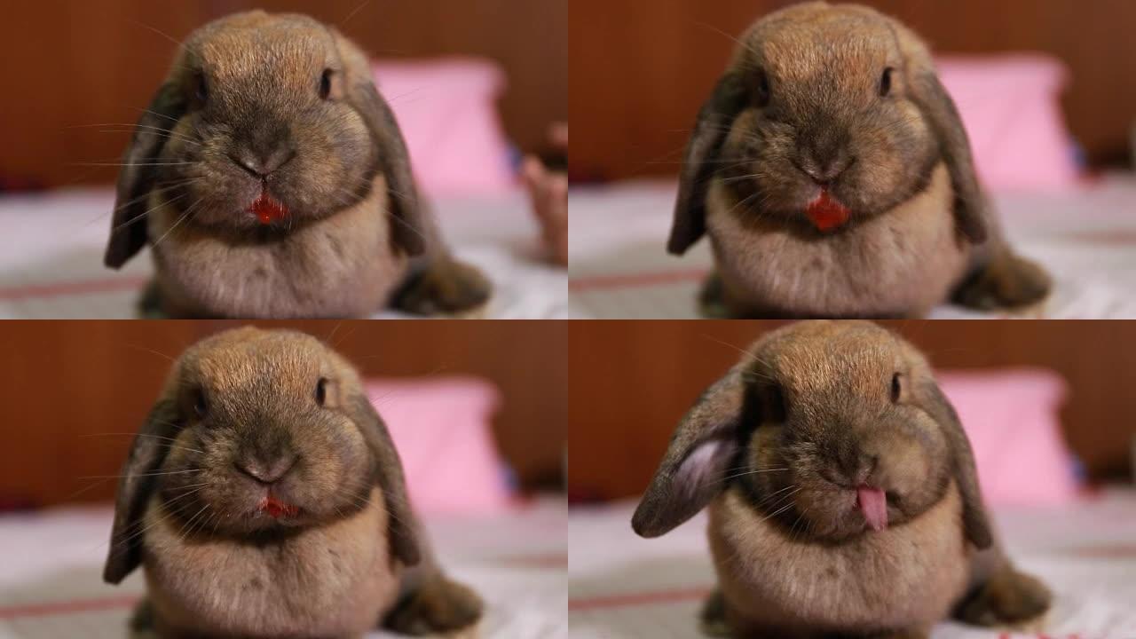 兔子吃草莓