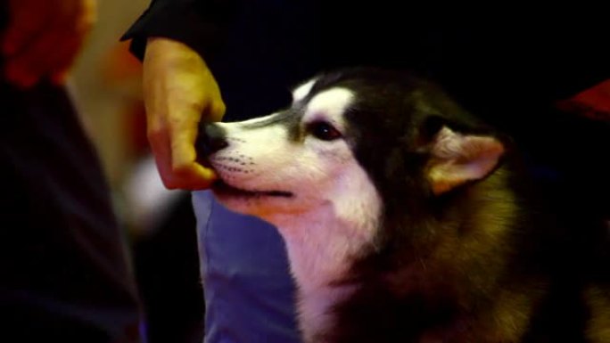西伯利亚哈士奇狗实拍视频素材