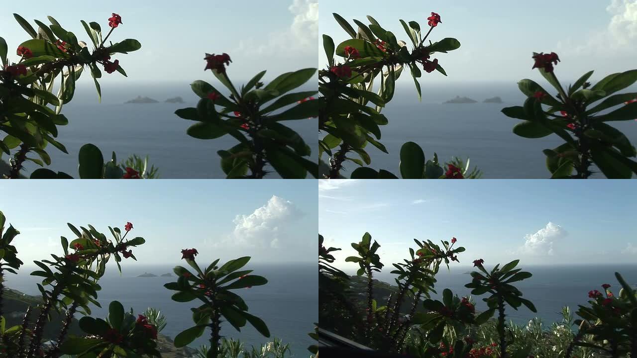 圣巴特热带花木之间的海景