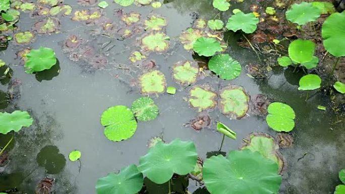 荷叶在雨天漂浮在池塘中，实时