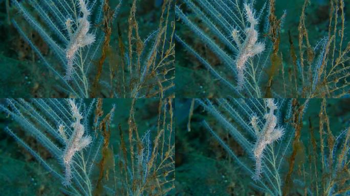 幽灵管道鱼 (Solenostomus) 在印度尼西亚巴厘岛水下盘旋 (4K)