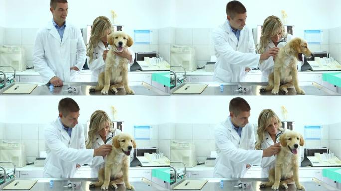 兽医检查寻回犬外国人外国萌宠看病治病