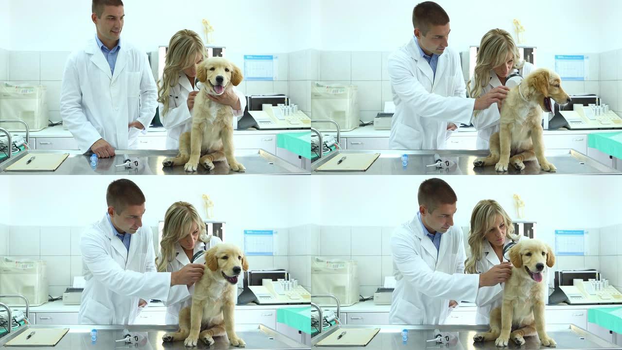 兽医检查寻回犬外国人外国萌宠看病治病