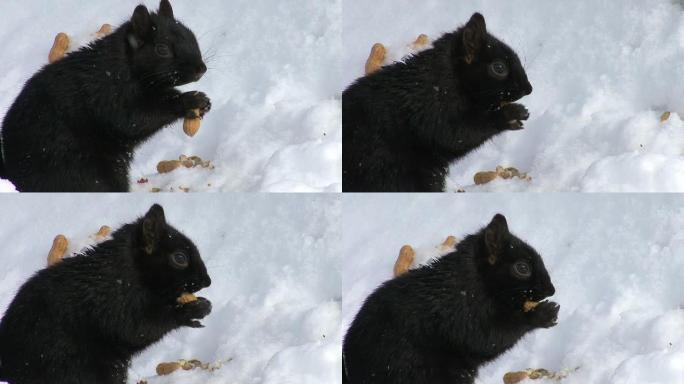 HD：吃松鼠吃松鼠雪景