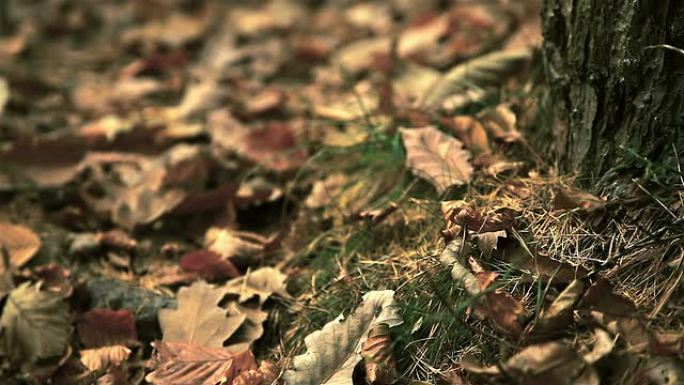 HD：自然的堕落秋季景色自然野趣悲伤治愈