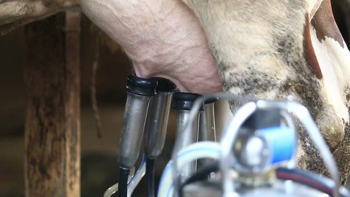 人牛奶设备奶牛产奶收集器皿现代农业