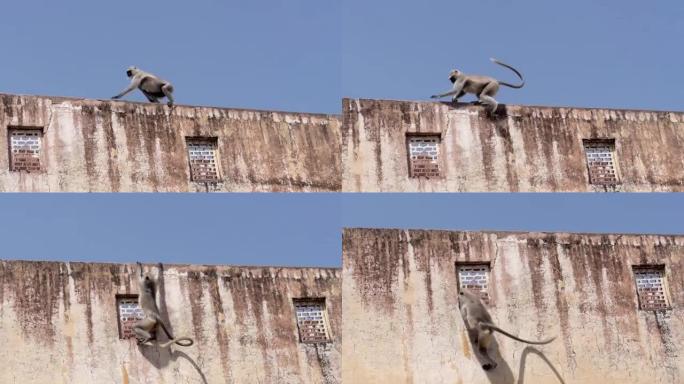 猴子从印度斋浦尔琥珀堡的墙壁上跳下来