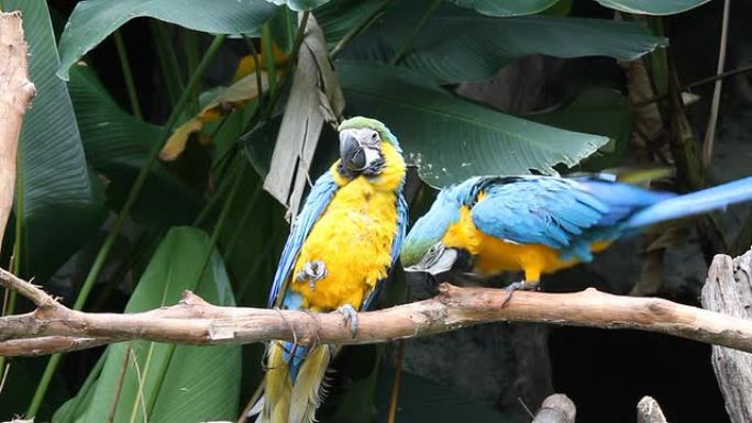 蓝黄金刚鹦鹉野生动物保护生物生态飞翔飞鸟